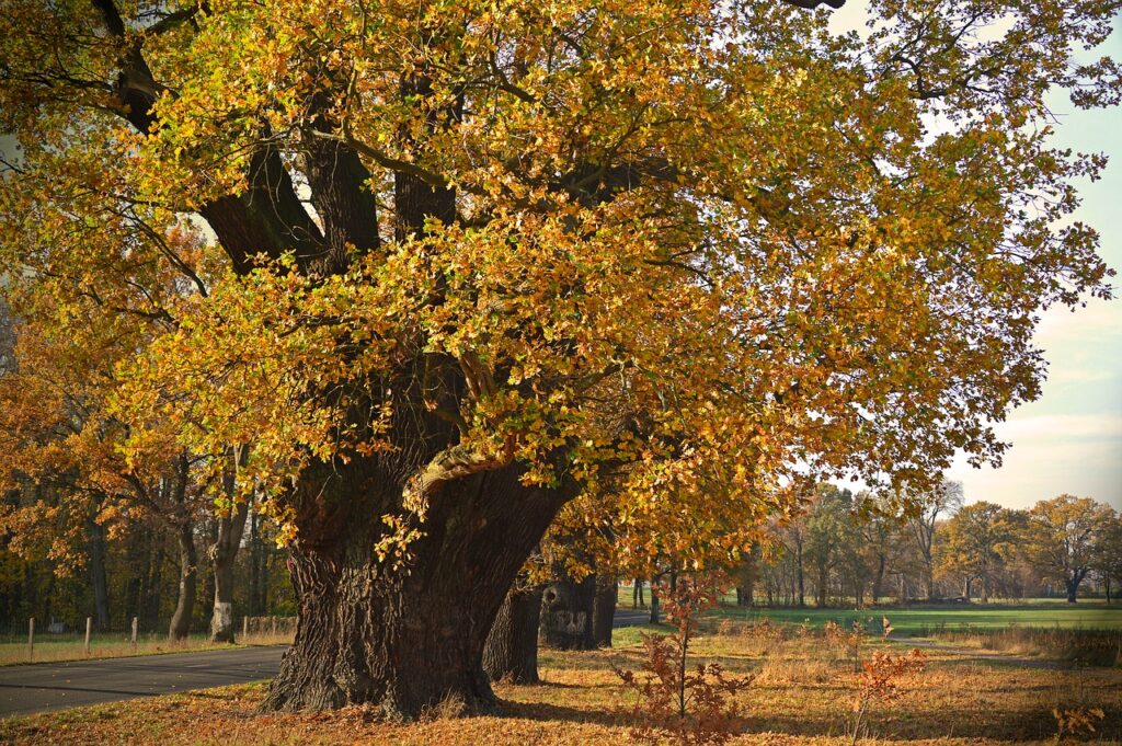 Cómo podar un roble NorDesbroce Asturias