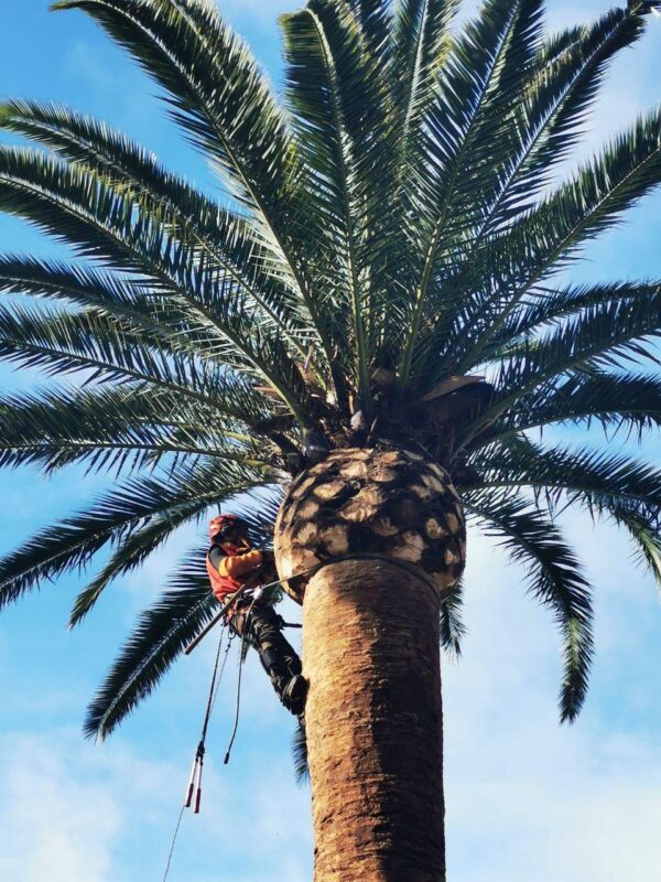 Imagen de la empresa homologada NorDesbroce realizando la tala y poda de una palmera