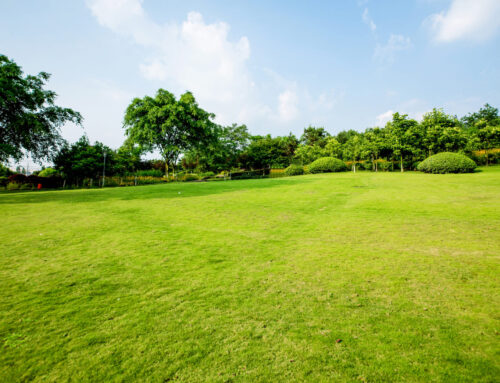 Consejos para mantener tu jardín hidratado