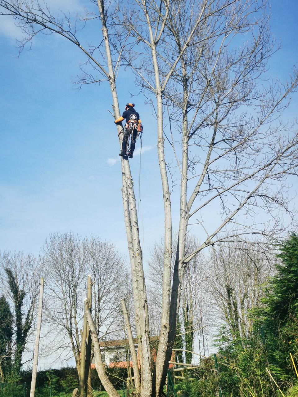 Cómo Talar y Podar árboles altos con la máxima seguridad