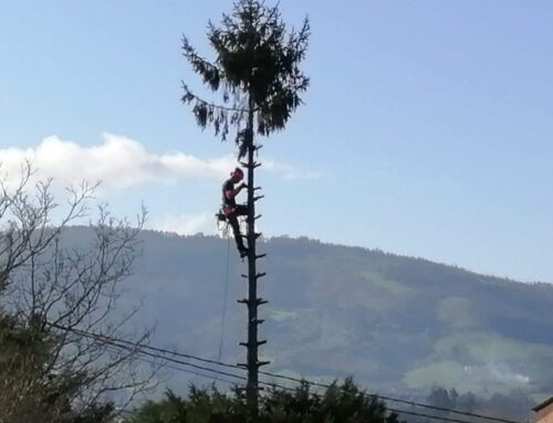 Qué pasa si podas un Árbol sin Permiso? - NorDesbroce Asturias