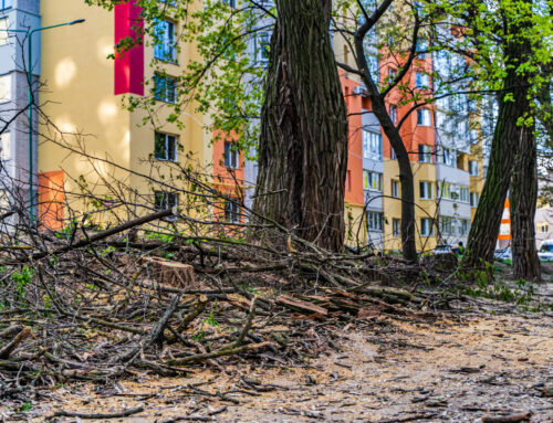 Expertos en Arboricultura Revelan Técnicas Avanzadas para Maximizar la Salud del Arbolado Urbano