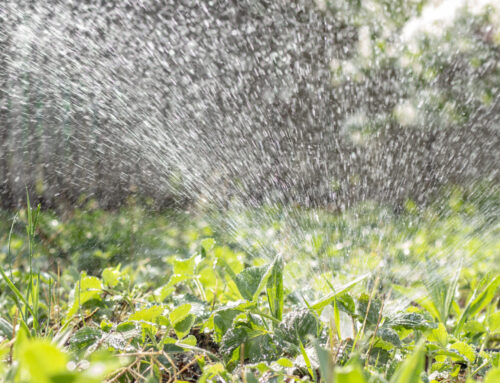 Consejos para mantener tu jardín hidratado