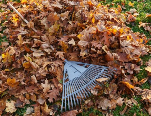 Preparación de Terrenos y Jardines en Otoño: La Clave para un Invierno Seguro