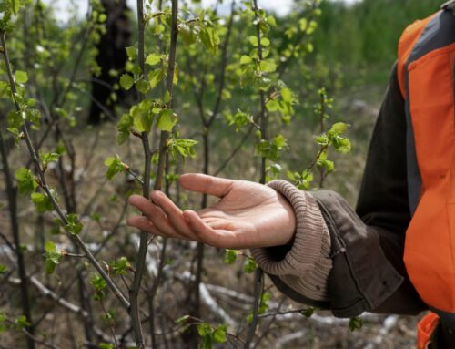 Normativas y Requisitos Legales en Asturias para el Mantenimiento de Árboles y Vegetación